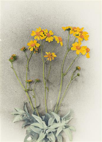 LENA SCOTT HARRIS (1873-1956) Group of approximately 65 hand-colored botanical studies, all apparently California native plants.